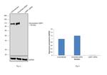 CD107a (LAMP-1) Antibody