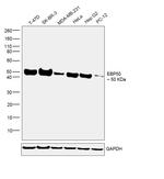 EBP50 Antibody in Western Blot (WB)