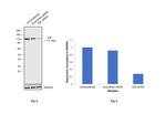 IDE Antibody