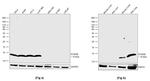 S100A6 Antibody in Western Blot (WB)