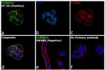 S100A10 Antibody