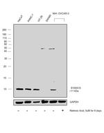 S100A10 Antibody in Western Blot (WB)