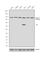 HMGCR Antibody in Western Blot (WB)