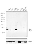 CD74 Antibody in Western Blot (WB)