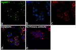 Jagged1 Antibody in Immunocytochemistry (ICC/IF)