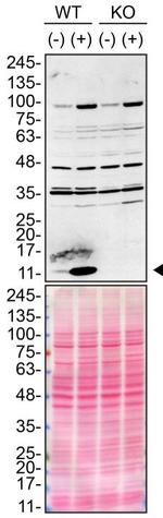 Midkine Antibody in Western Blot (WB)