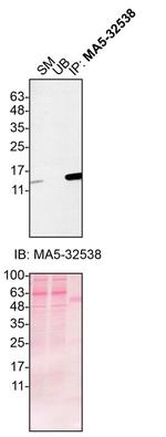 Midkine Antibody in Immunoprecipitation (IP)