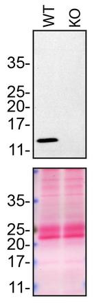 Midkine Antibody in Western Blot (WB)