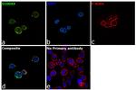 S100A9 Antibody in Immunocytochemistry (ICC/IF)