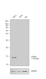 S100A9 Antibody in Western Blot (WB)