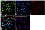 MiTF Antibody in Immunocytochemistry (ICC/IF)