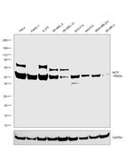 MiTF Antibody in Western Blot (WB)