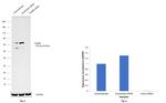 NUMB Antibody in Western Blot (WB)