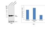 CD59 (Protectin) Antibody in Western Blot (WB)