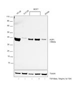 Aquaporin 1 Antibody in Western Blot (WB)