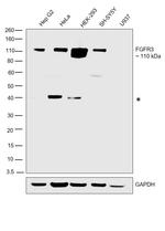 FGFR3 Antibody in Western Blot (WB)