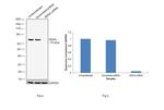 SDHA Antibody