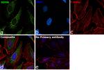 SDHA Antibody in Immunocytochemistry (ICC/IF)