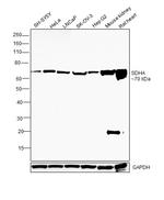 SDHA Antibody in Western Blot (WB)