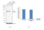 SDHA Antibody in Western Blot (WB)