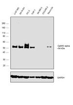 CaMKII alpha Antibody in Western Blot (WB)