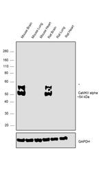 CaMKII alpha Antibody in Western Blot (WB)