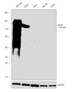 NEFM Antibody