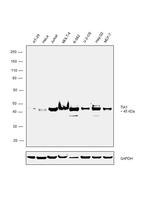 TIA-1 Antibody in Western Blot (WB)