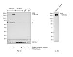 A2M Antibody in Western Blot (WB)