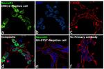 NeuroD1 Antibody in Immunocytochemistry (ICC/IF)