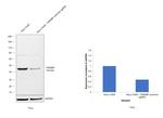 TDP-43 Antibody in Western Blot (WB)