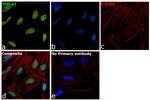 TDP-43 Antibody in Immunocytochemistry (ICC/IF)