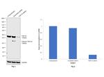 TDP-43 Antibody in Western Blot (WB)