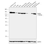 FGFR2 Antibody in Western Blot (WB)