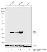 TIMP2 Antibody in Western Blot (WB)