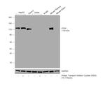 CD26 Antibody in Western Blot (WB)