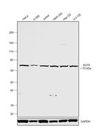 Ku70 Antibody in Western Blot (WB)