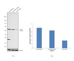 Ku70 Antibody