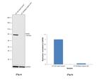 AXIN2 Antibody in Western Blot (WB)