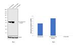 Cathepsin B Antibody