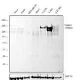 53BP1 Antibody in Western Blot (WB)