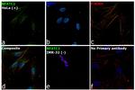 NFATC2 Antibody