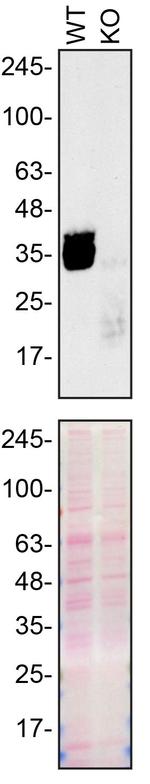 SFRP1 Antibody in Western Blot (WB)