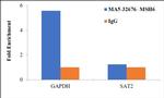 MSH6 Antibody in ChIP Assay (ChIP)