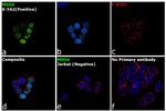 MSH6 Antibody in Immunocytochemistry (ICC/IF)