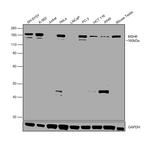 MSH6 Antibody in Western Blot (WB)