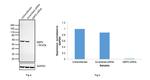 G6PD Antibody in Western Blot (WB)