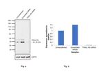 TRAIL-R2 (DR5) Antibody