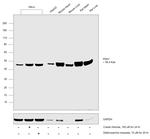 PDK1 Antibody in Western Blot (WB)