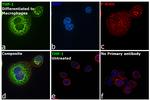 MMP9 Antibody in Immunocytochemistry (ICC/IF)